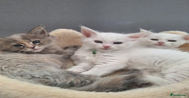 Maine Coon cats - Advert 6
