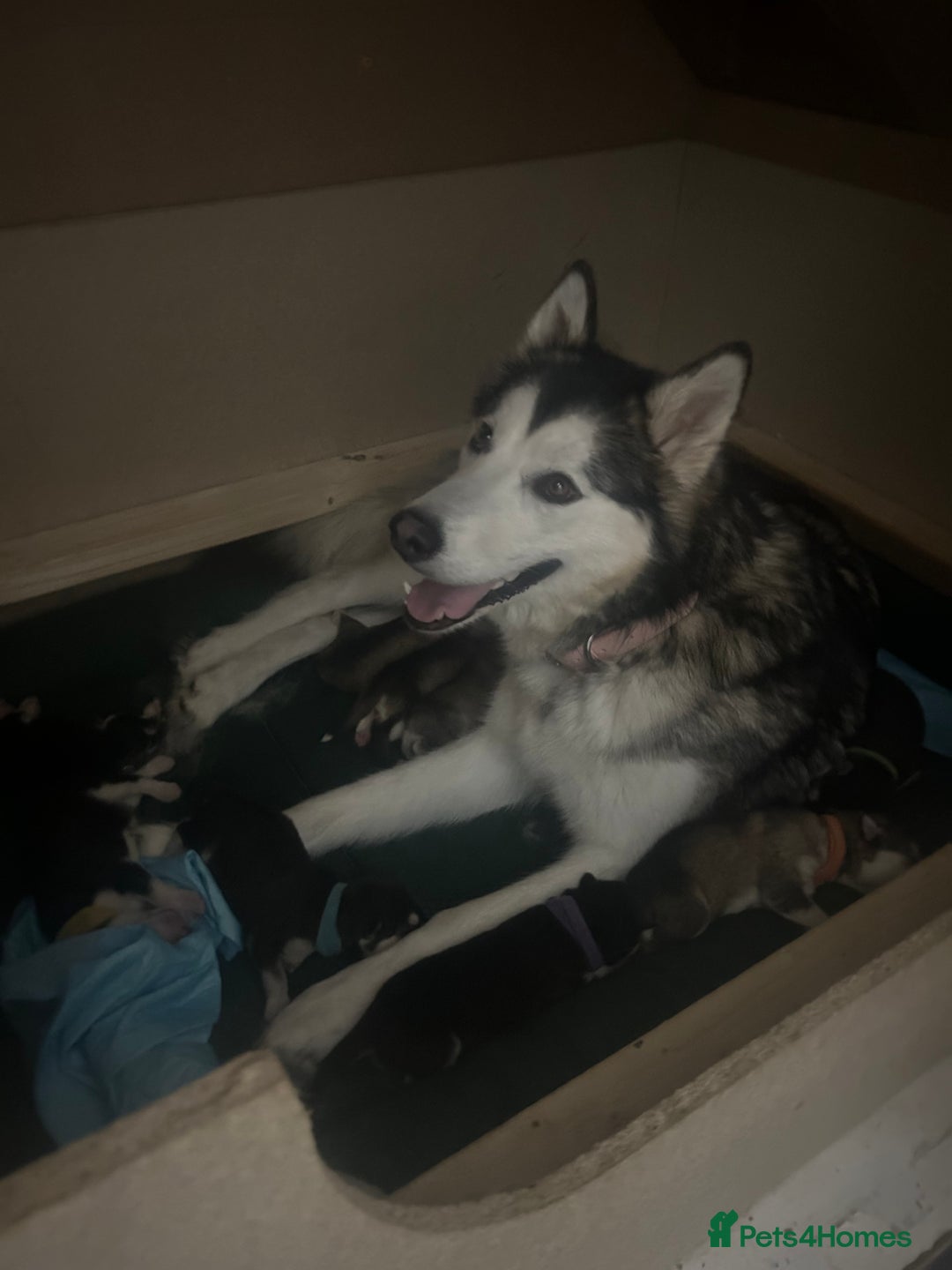 Alaskan Malamute dogs for sale: !ONLY 3 LEFT! - Advert 4