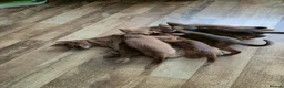 Abyssinian cats for sale: Adorable Abyssian kittens - Advert 10