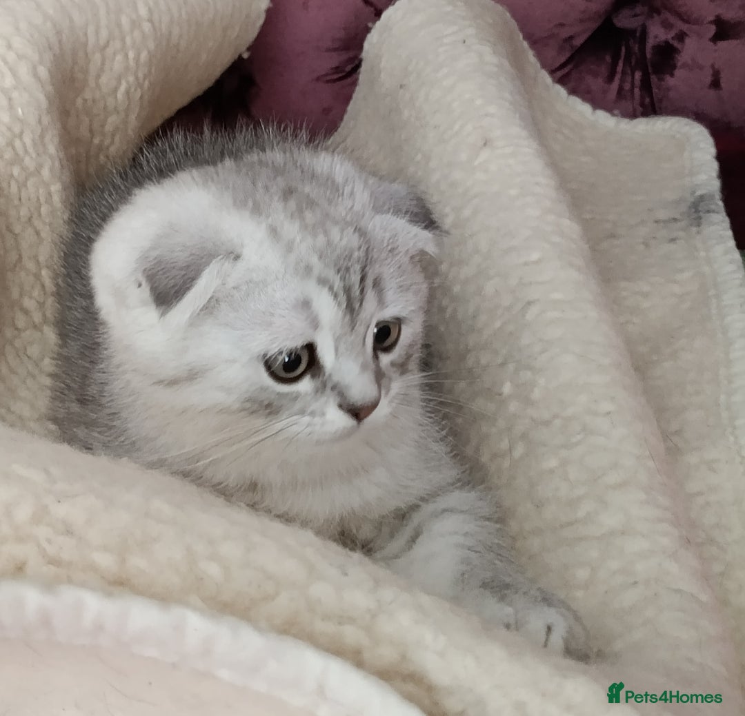 Scottish Fold cats for sale: Scottish Fold kitten  - Advert 16