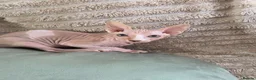 Sphynx cats for sale: GORGEOUS SPHYNX KITTENS  - Advert 3