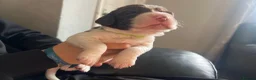English Springer Spaniel dogs for sale: 5 KC Reg English springer spaniel puppies  - Advert 7