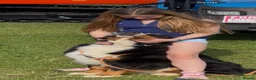Bernese Mountain Dog dogs for sale: Two lovely Bernese Mountain Dogs  - Advert 8
