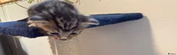 Bengal cats for sale: Stunning Bengal Kittens | TICA Bloodlines - Advert 5