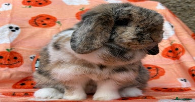 Mini Lop rabbits - Advert 2