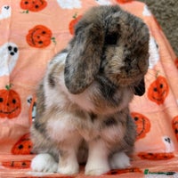 Mini Lop rabbits - Advert 9