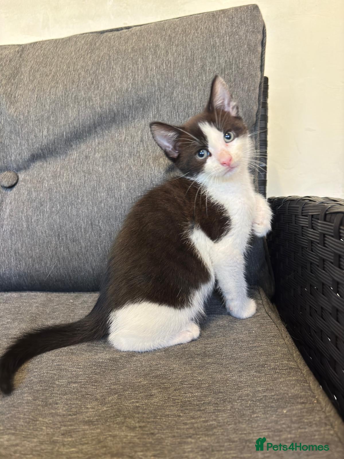 Mixed Breed cats Selling 2 Gorgeous kittens - Advert 6