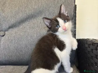 Mixed Breed cats Selling 2 Gorgeous kittens - Advert 6