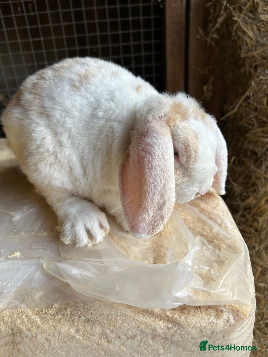 Guinea Pig rodents for sale: Mini plush lop does (female) blue eyed - Image 3