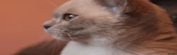 Burmese cats for sale: Beautiful Healthy Burmese  - Advert 10