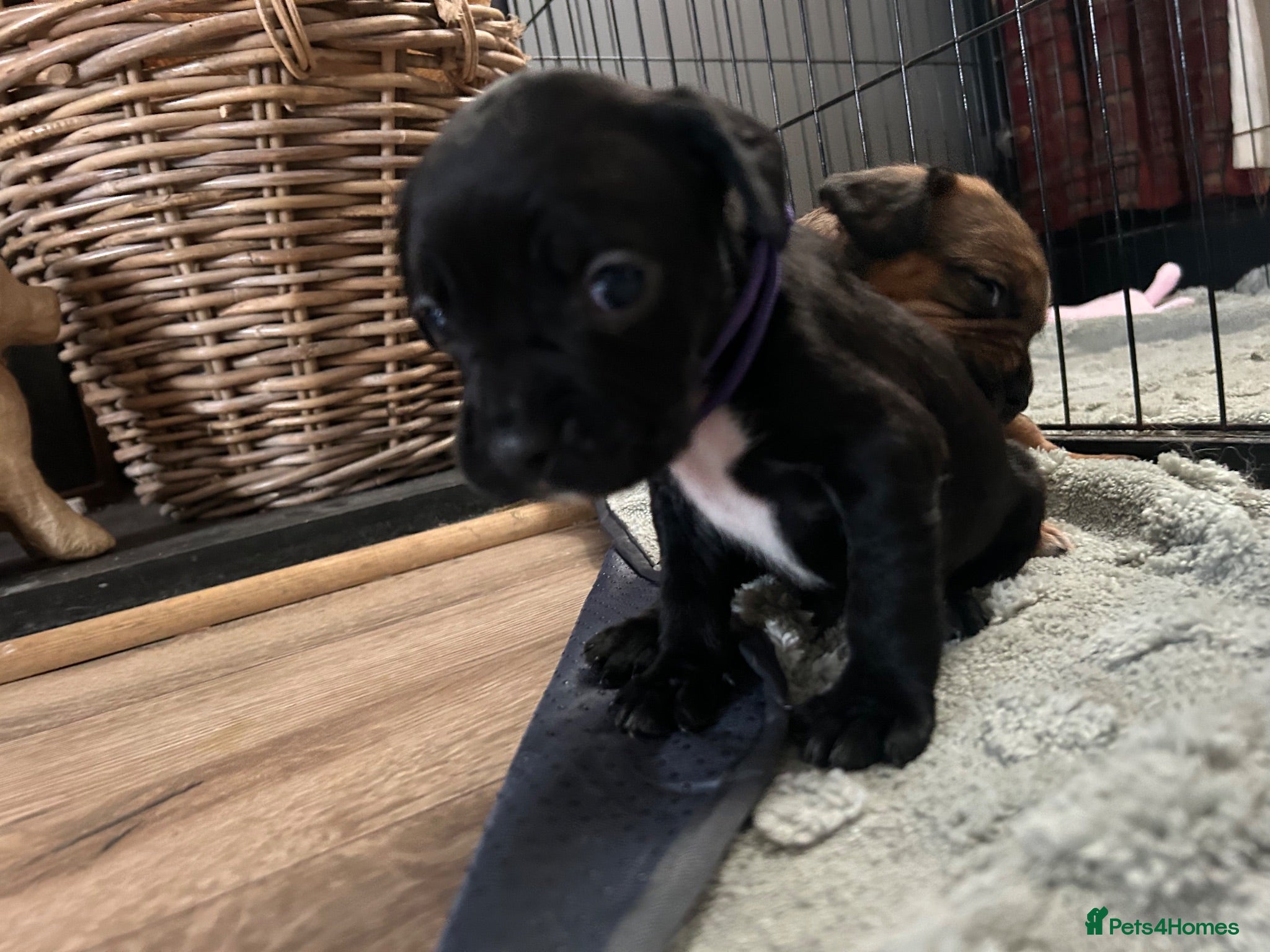 Mixed Breed dogs French bulldog x springer - Advert 2