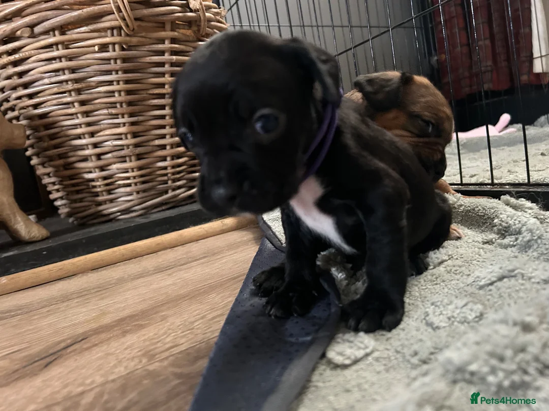 Mixed Breed dogs for sale: French bulldog x springer in Maesteg - Advert 2