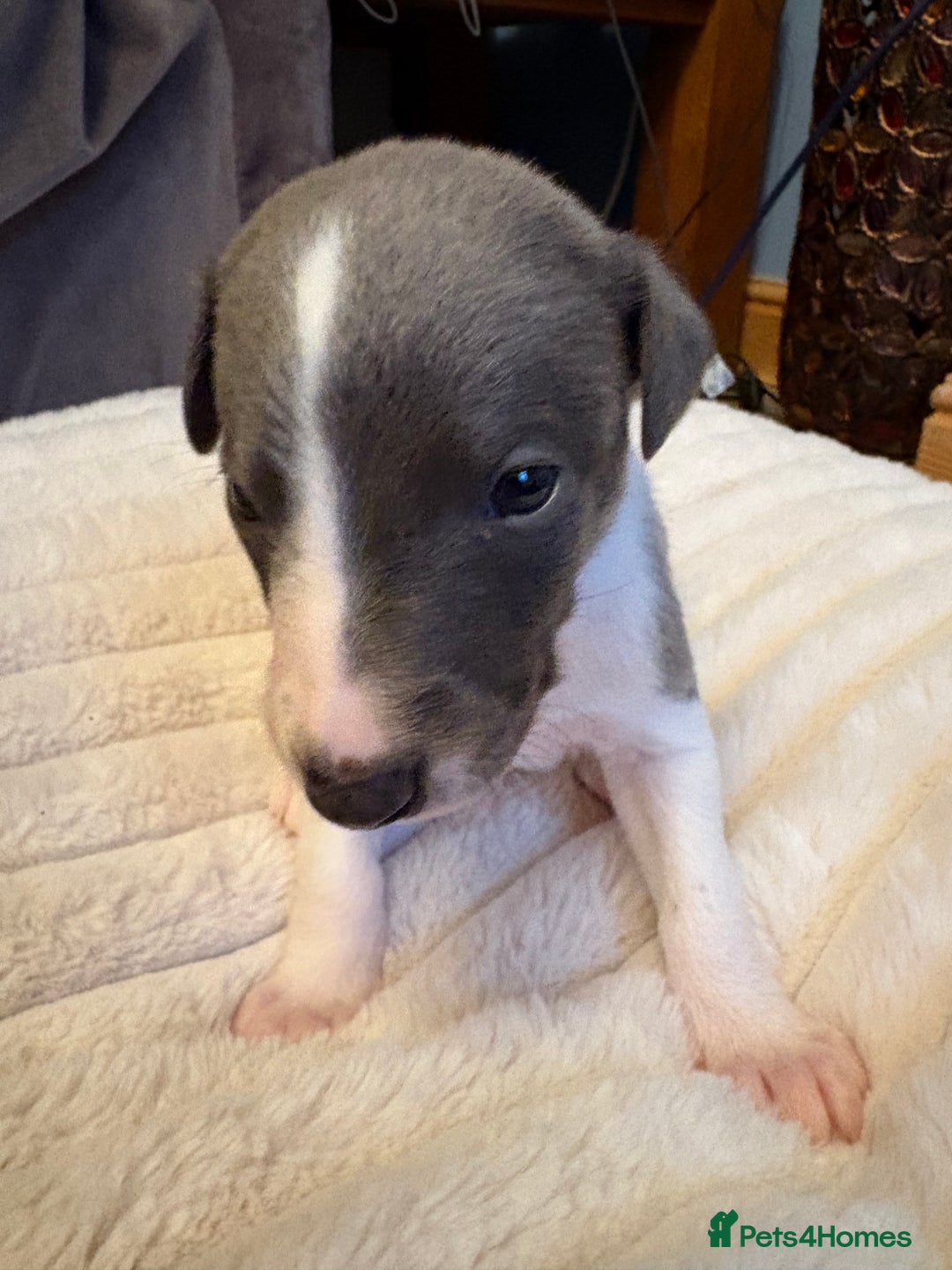 Whippet dogs for sale: Whippet Puppies - Advert 25