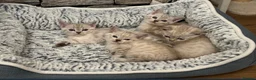 Bengal cats for sale: Snow/Leopard Bengal Kittens - Advert 12