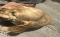 Cockapoo dogs for sale: 5 beautiful cockapoo's - Image 32