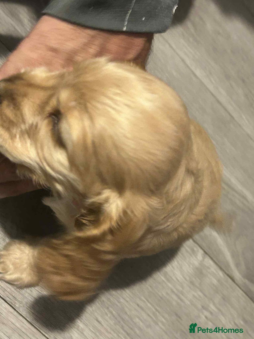 Cockapoo dogs for sale: 5 beautiful cockapoo's - Image 32