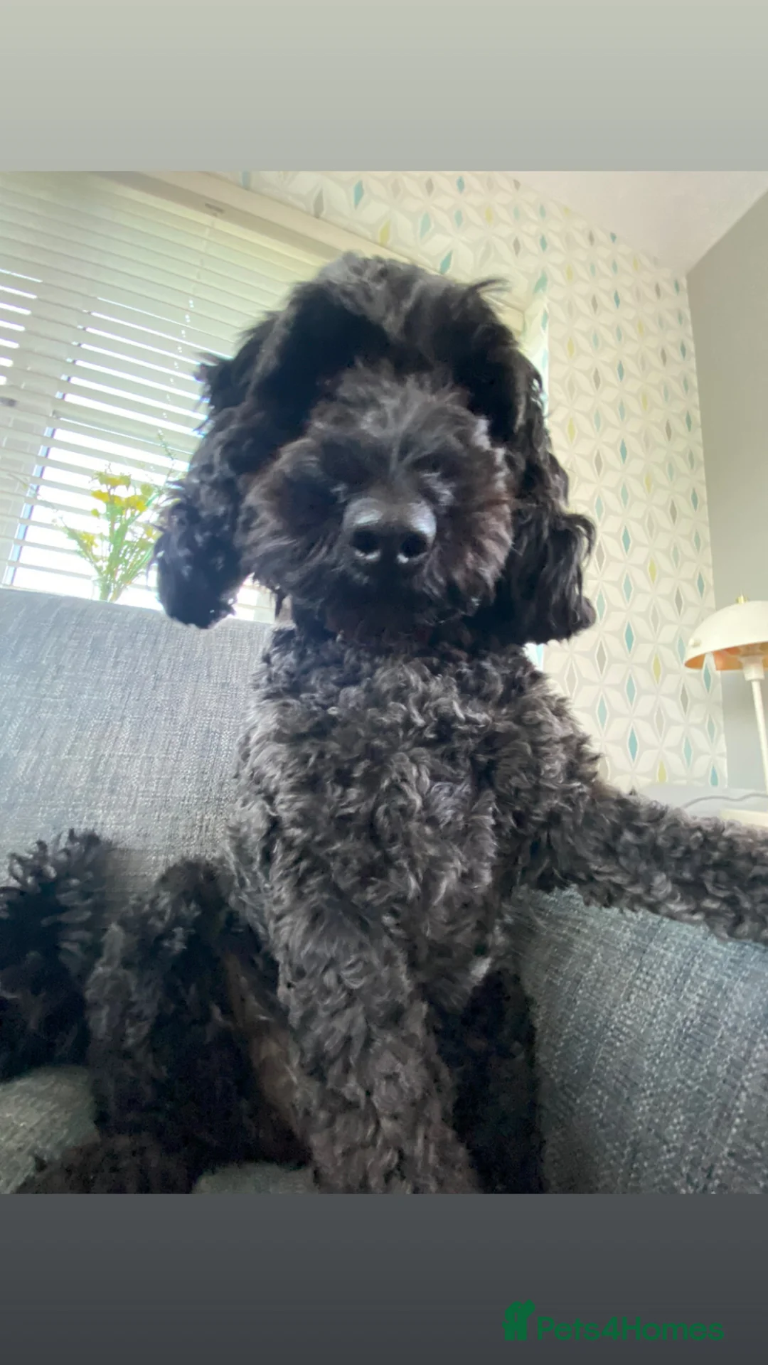 Cockapoo dogs for sale: Gorgeous Cockapoo puppies F1b’s - Advert 2