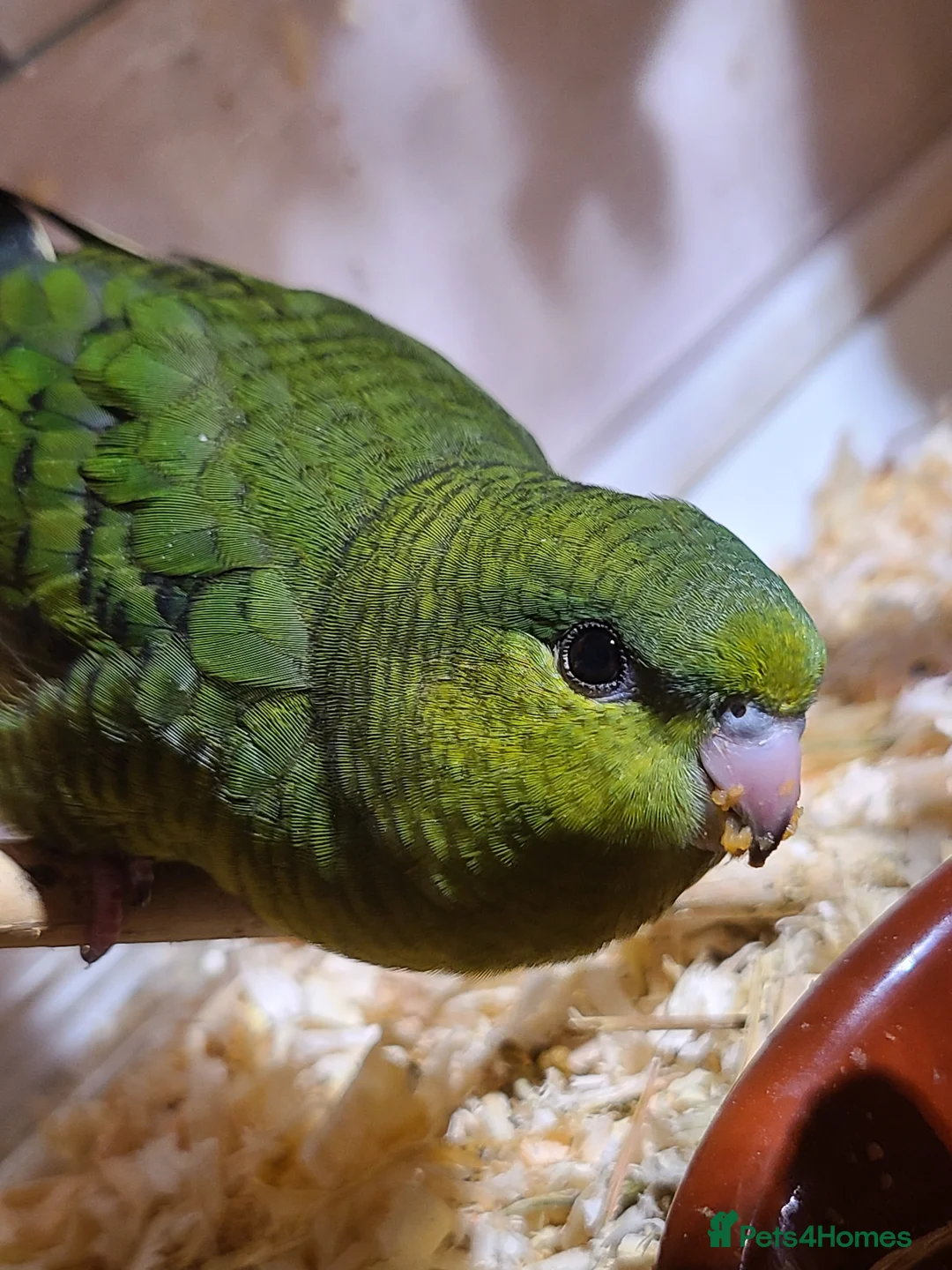 Parakeets birds for sale: Lineolated Parakeets - Advert 6