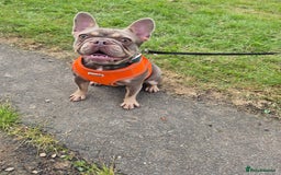 French Bulldog dogs for sale: Stunning french bulldogs - Image 3