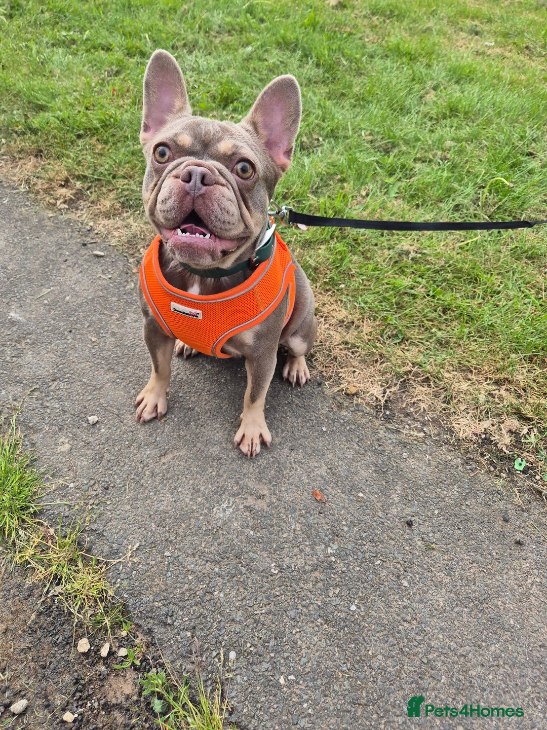 French Bulldog dogs for sale: Stunning french bulldogs - Image 3