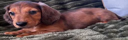 Dachshund dogs for sale: Longhaired Dappled KC reg Standard Dachshund  - Advert 6