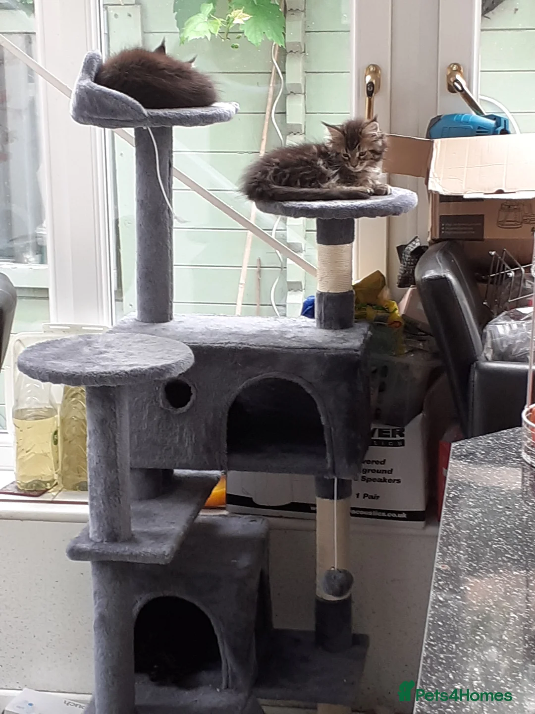 Maine Coon cats for sale: Pure bred Maine Coon kittens both parents in situ  - Advert 2