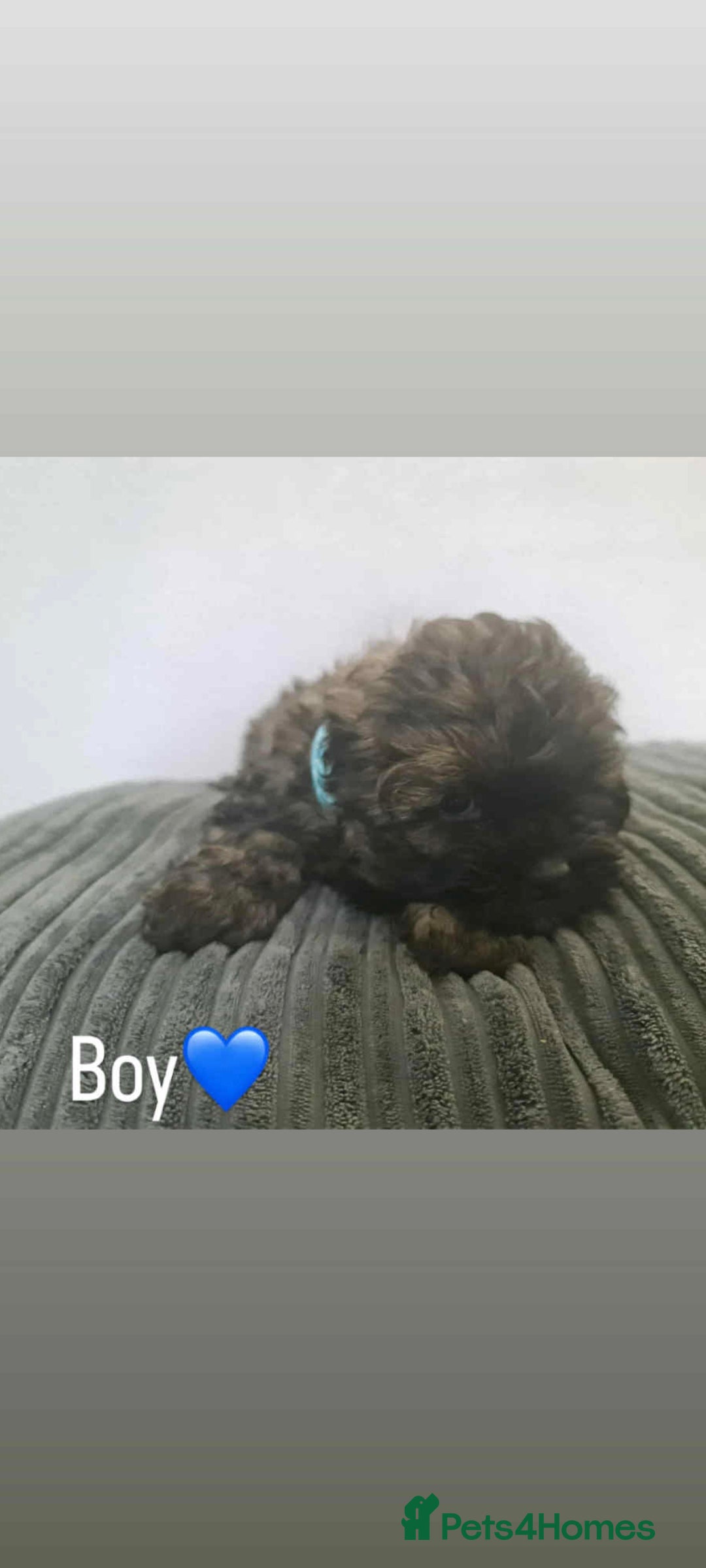 Shihpoo dogs for sale: Beautiful shihpoo puppies  - Image 3