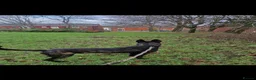 Belgian Shepherd Dog dogs for sale: Dutch Shepherd Puppies - Advert 11