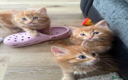 Persian cats for sale: Ginger boys 💚 - Image 7