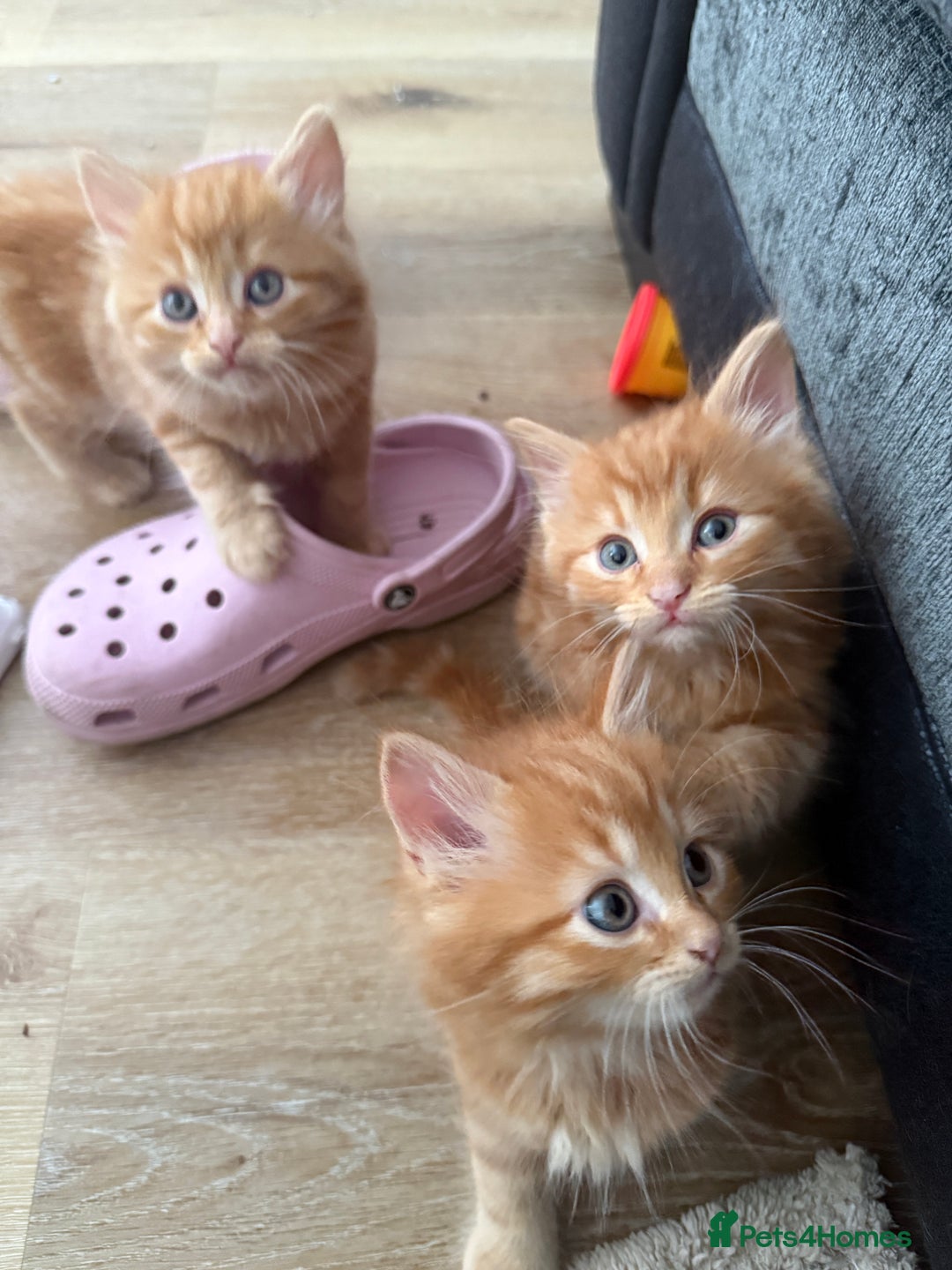 Persian cats for sale: Ginger boys 💚 - Image 7