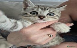 Mixed Breed cats for sale: Mixed bengal kittens  - Image 26