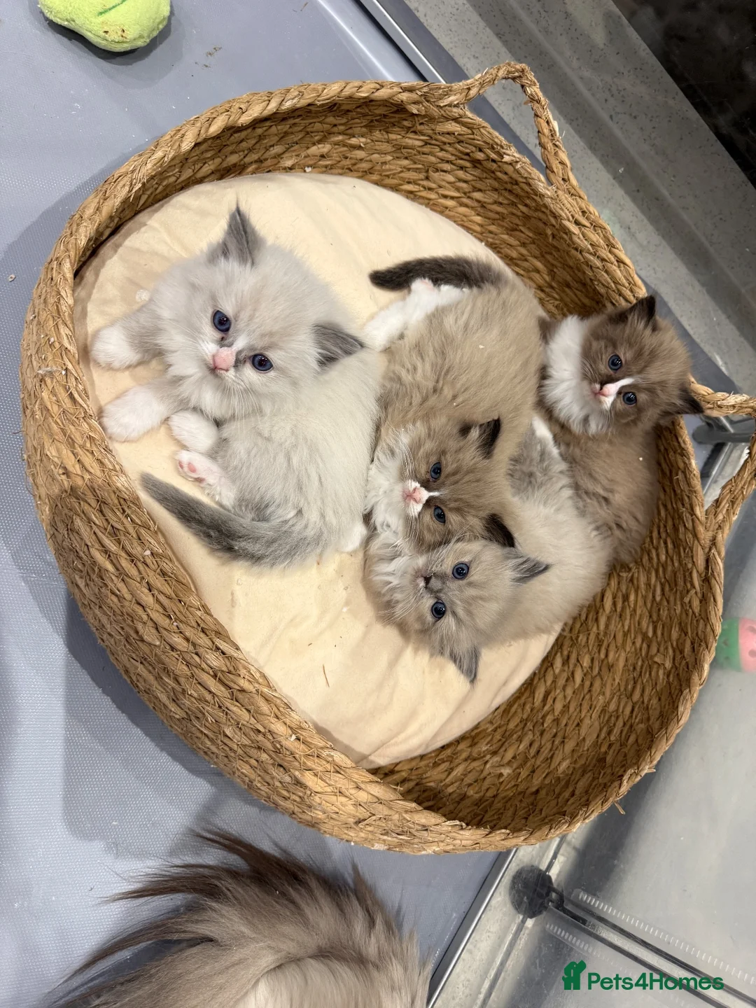 Ragdoll cats for sale: Full breed mink ragdoll kittens - Advert 2