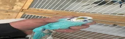 Budgerigars birds for sale: Budgies for sale  in Spalding - Advert 11