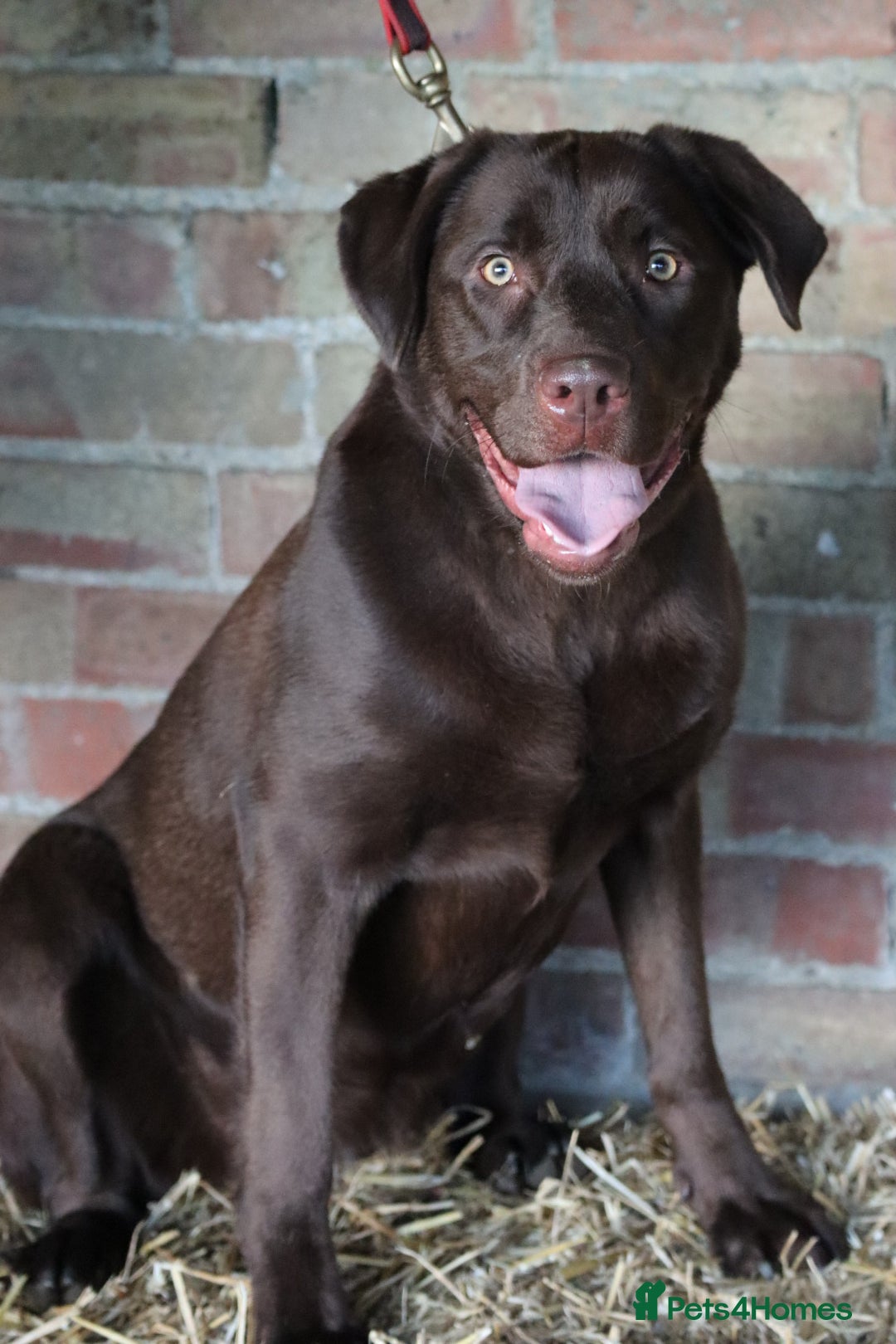Labrador Retriever dogs for sale: Chocolate lab female  - Advert 9