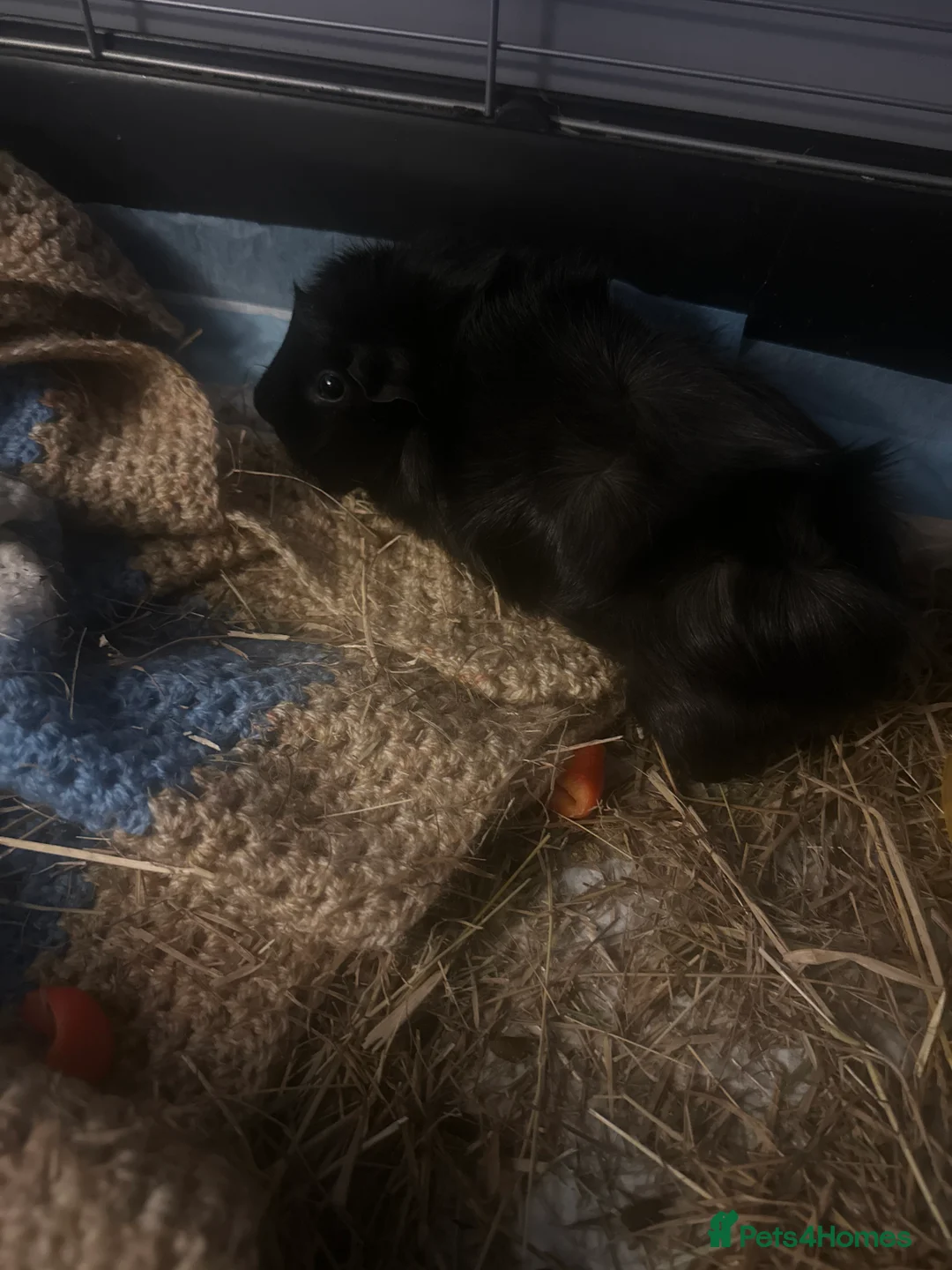 Guinea Pig rodents for sale: X2 female sister guinea pigs - Advert 1