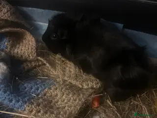 Guinea Pig rodents X2 female sister guinea pigs - Advert 2