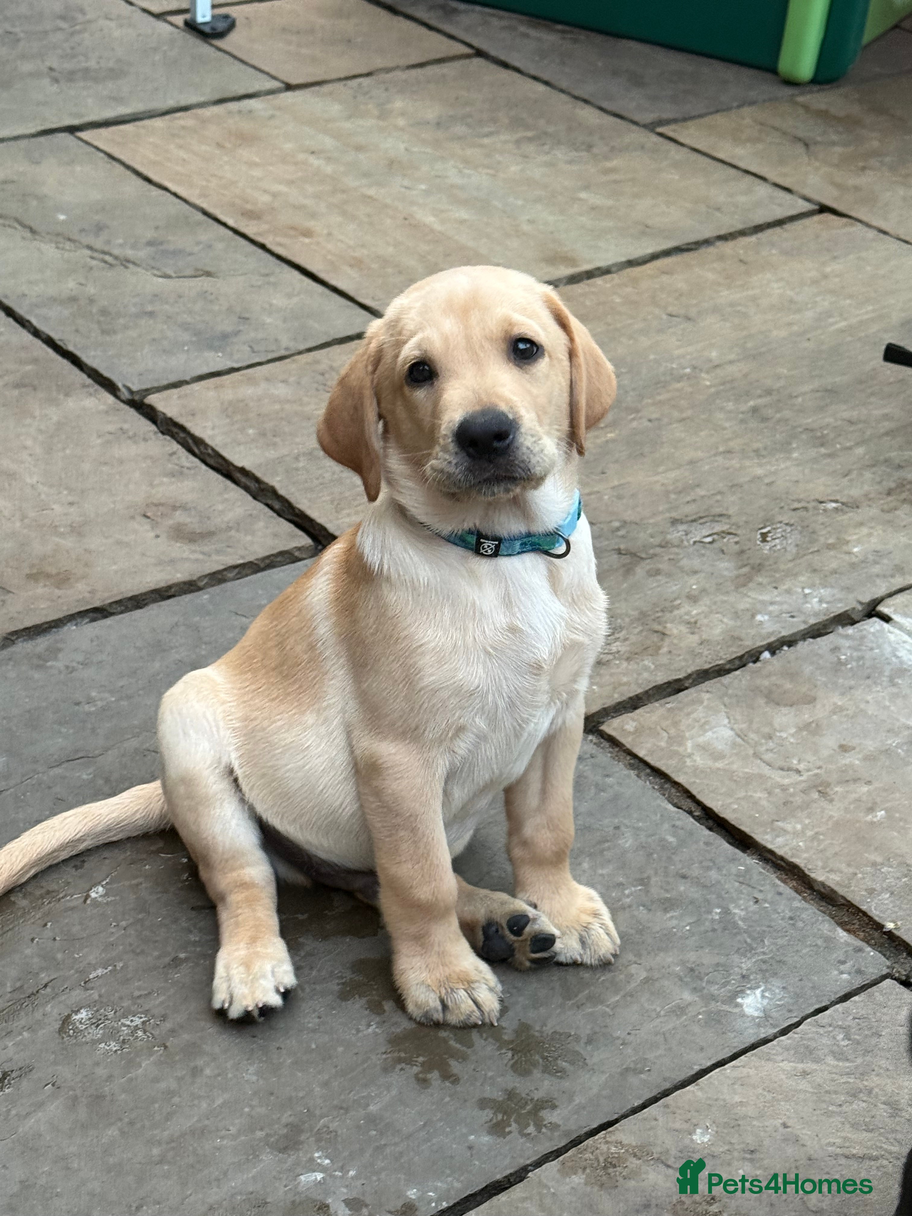 Labrador Retriever dogs Labrador puppies  - Advert 2