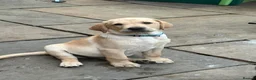 Labrador Retriever dogs for sale: Labrador puppies  - Advert 15