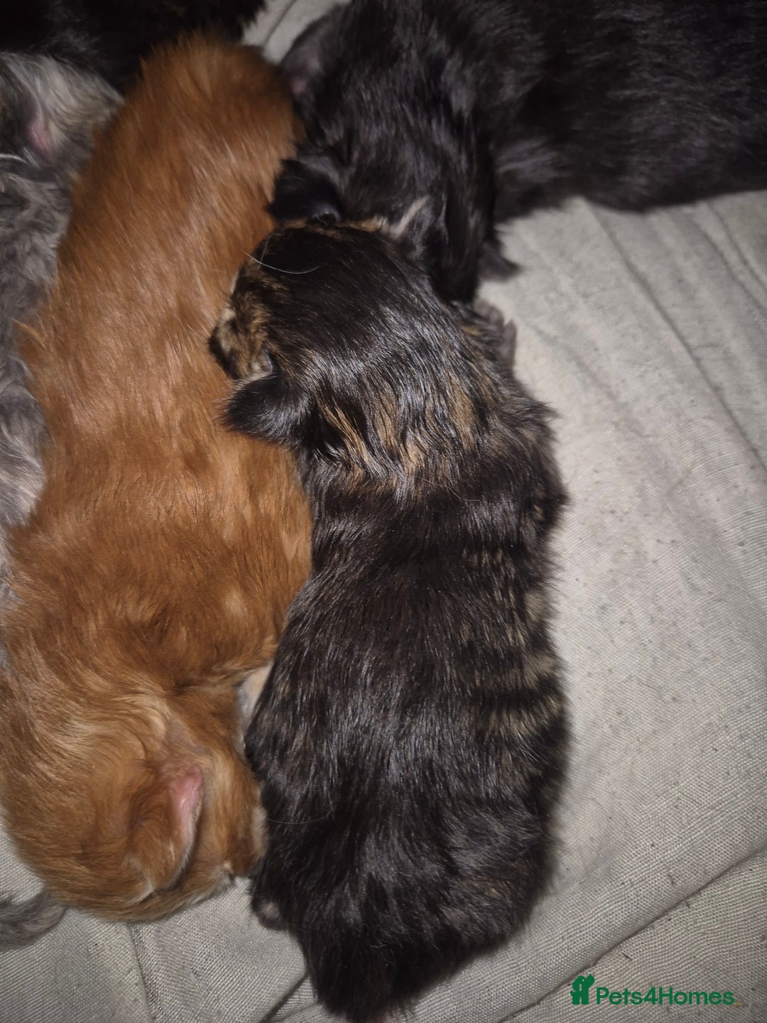 Maine Coon cats for sale: Russian /xxl maine coon - Advert 6
