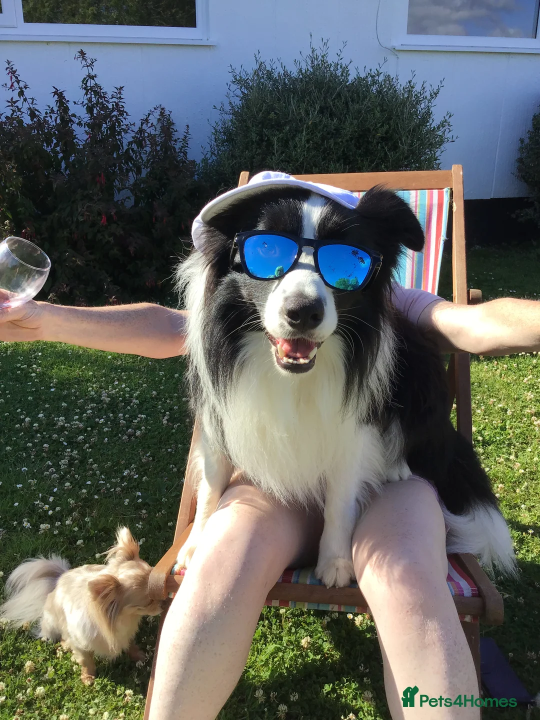 Border Collie dogs for stud: For stud. KC reg and proven.  in Brierley Hill - Advert 14