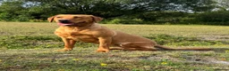 Labrador Retriever dogs for sale: Stunning dark red Labrador pups - Advert 4