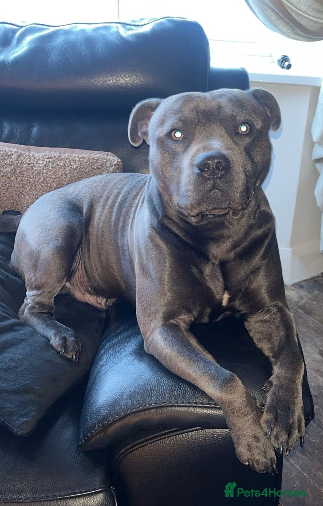 Staffordshire Bull Terrier dogs for sale: 5⭐️Home only!! - Advert 1