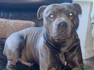 Staffordshire Bull Terrier dogs 5⭐️Home only!! - Advert 3