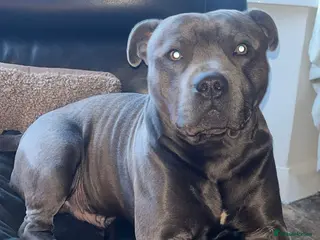 Staffordshire Bull Terrier dogs 5⭐️Home only!! - Advert 5