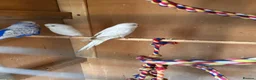 Budgerigars birds for sale: Budgies for sale  - Advert 3