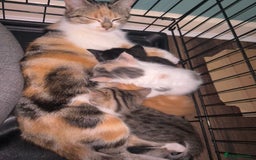 British Shorthair cats for sale: 4 kittens for sale: 3 girls 1 boy mixed coats  - Image 6