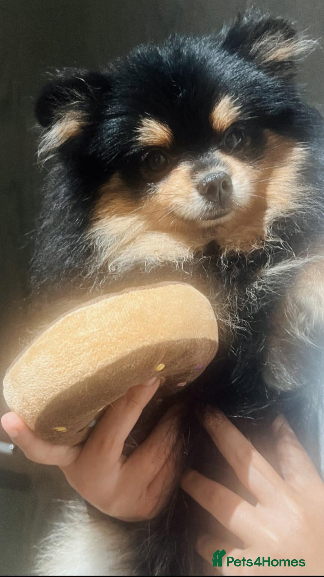 Pomeranian dogs for sale: Beautiful Mini Pomeranian Male - Image 7