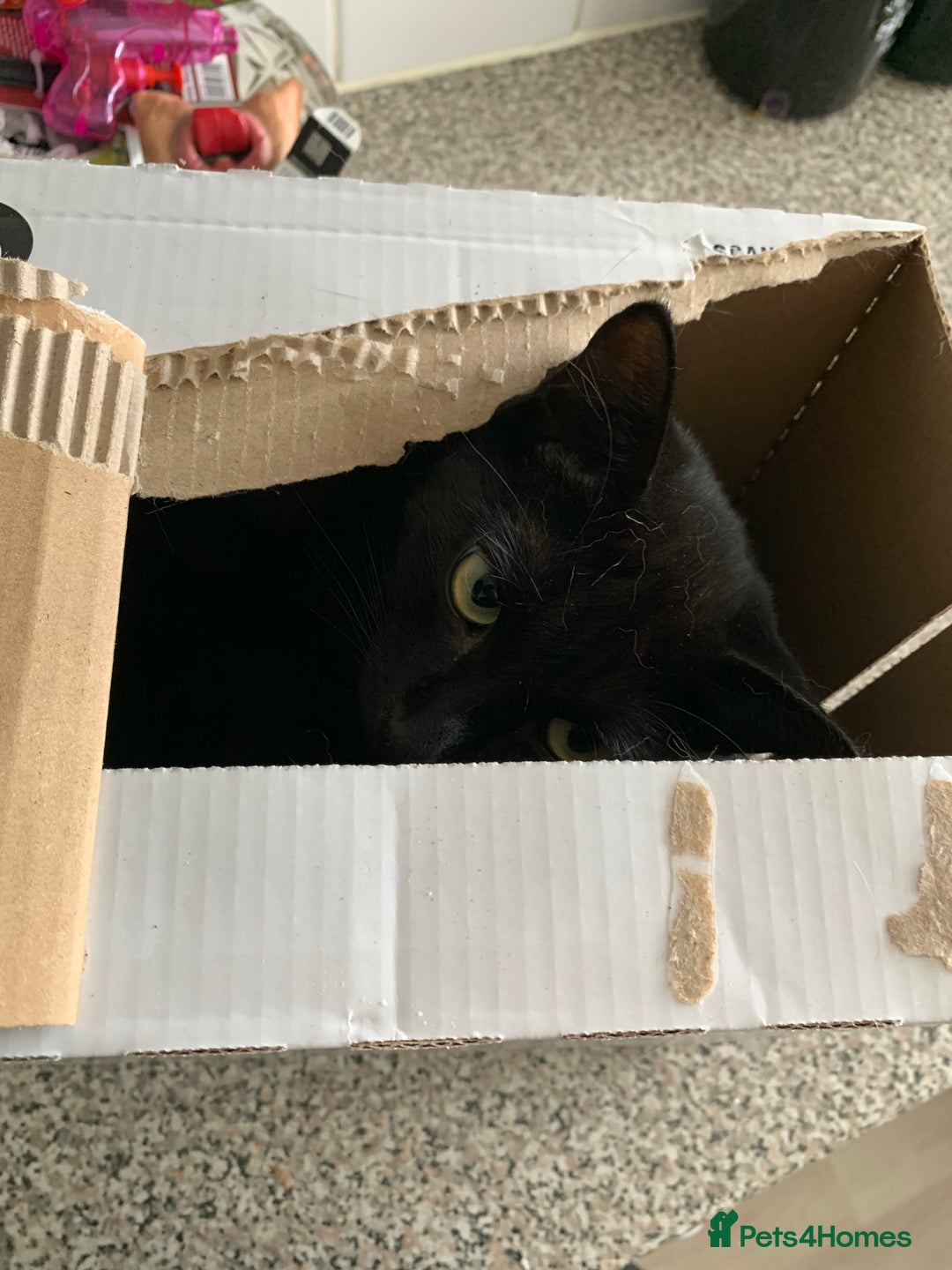 Maine Coon cats for sale: Free 2 year old Main coon crosses - Image 4