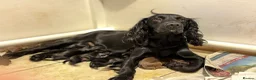 Sprocker dogs for sale: Sprocker puppies make ideal pets! - Advert 3