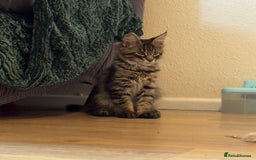 Maine Coon cats for sale: Purr Machines Ready Now - GCCF Reg Maine Coons - Image 5